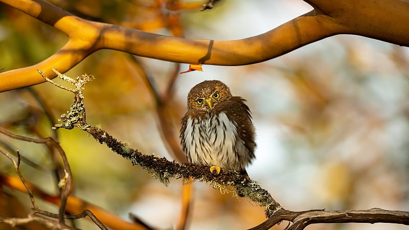 Owl Is Sitting On Branch Of A Tree Birds, HD wallpaper