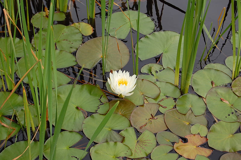 waterlilly, pond, flower, lilly, lillypads, HD wallpaper