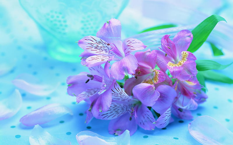 Hermosas flores, bonitas, moradas, flores, belleza, naturaleza, rosa, azul,  Fondo de pantalla HD | Peakpx