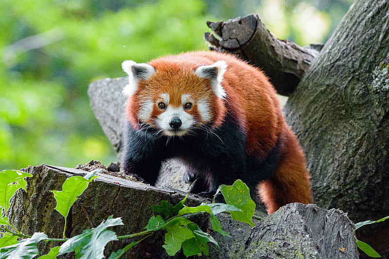 red panda, panda, glance, muzzle, HD wallpaper
