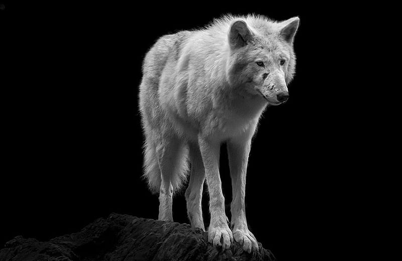 wounded wolf, canislupus, wolf art, black, saying, timber, wolf, wolves, white, howling, wisdom, HD wallpaper
