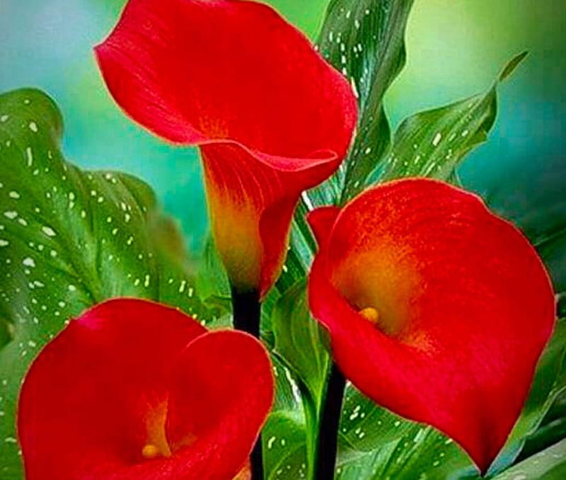 Lirio de cala rojo, bonita, rojo, lirio de cala, colores, flor, Fondo de  pantalla HD | Peakpx