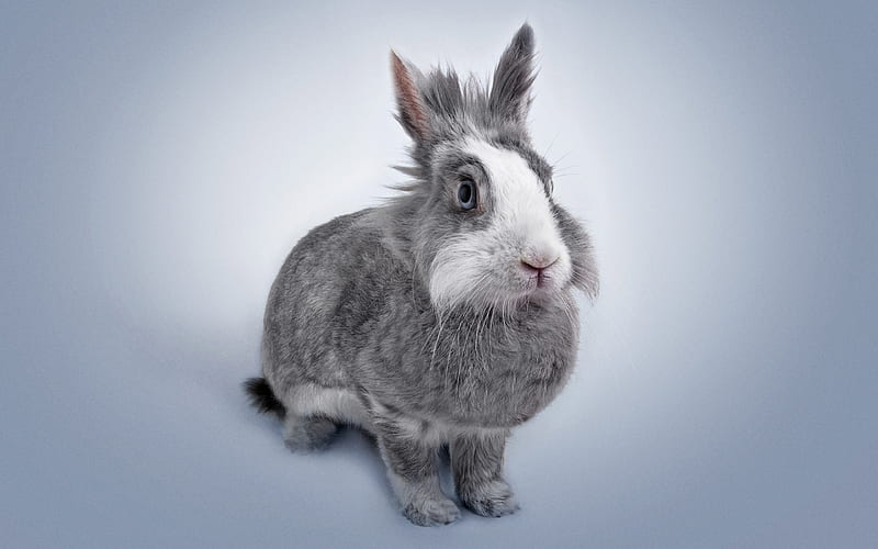 rabbit, pets, cute animals, gray rabbit, rabbits, HD wallpaper