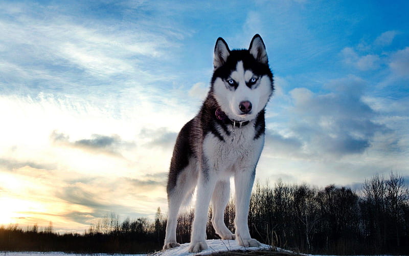 Chú chó Husky đáng yêu và nổi tiếng với ánh mắt xanh ngọc hay màu nâu sẽ khiến bạn thích thú. Khám phá thêm về loài chó tuyệt vời này và cách nuôi dạy chúng.