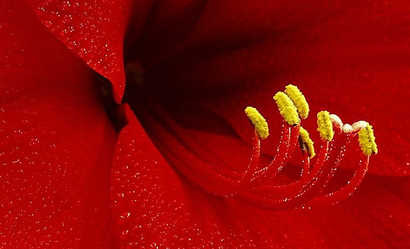 Amaryllis, red, graphy, beauty, flowers, HD wallpaper