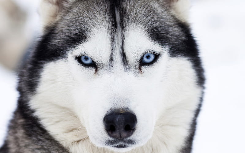 husky, blue eyes, portrait, pets, big dog, HD wallpaper
