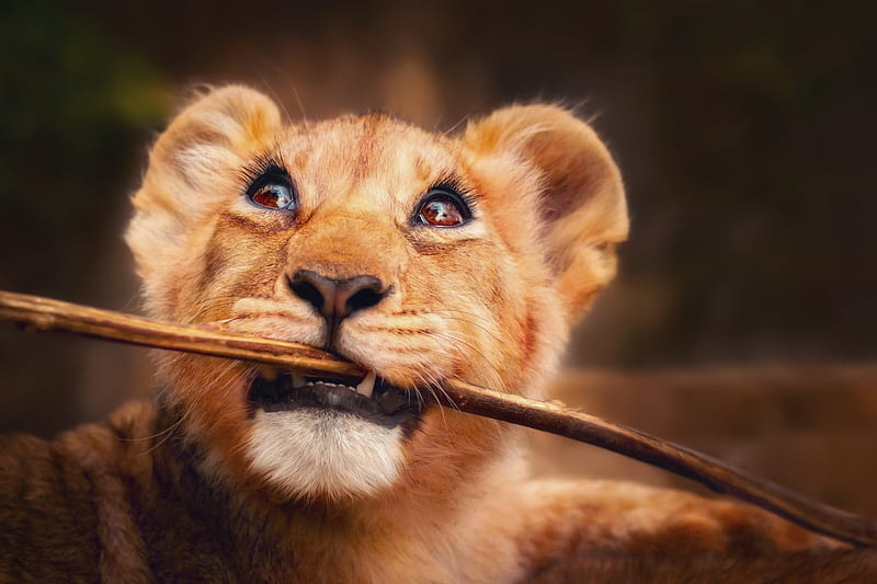 Lion Cub, cub, lion, animals, HD wallpaper