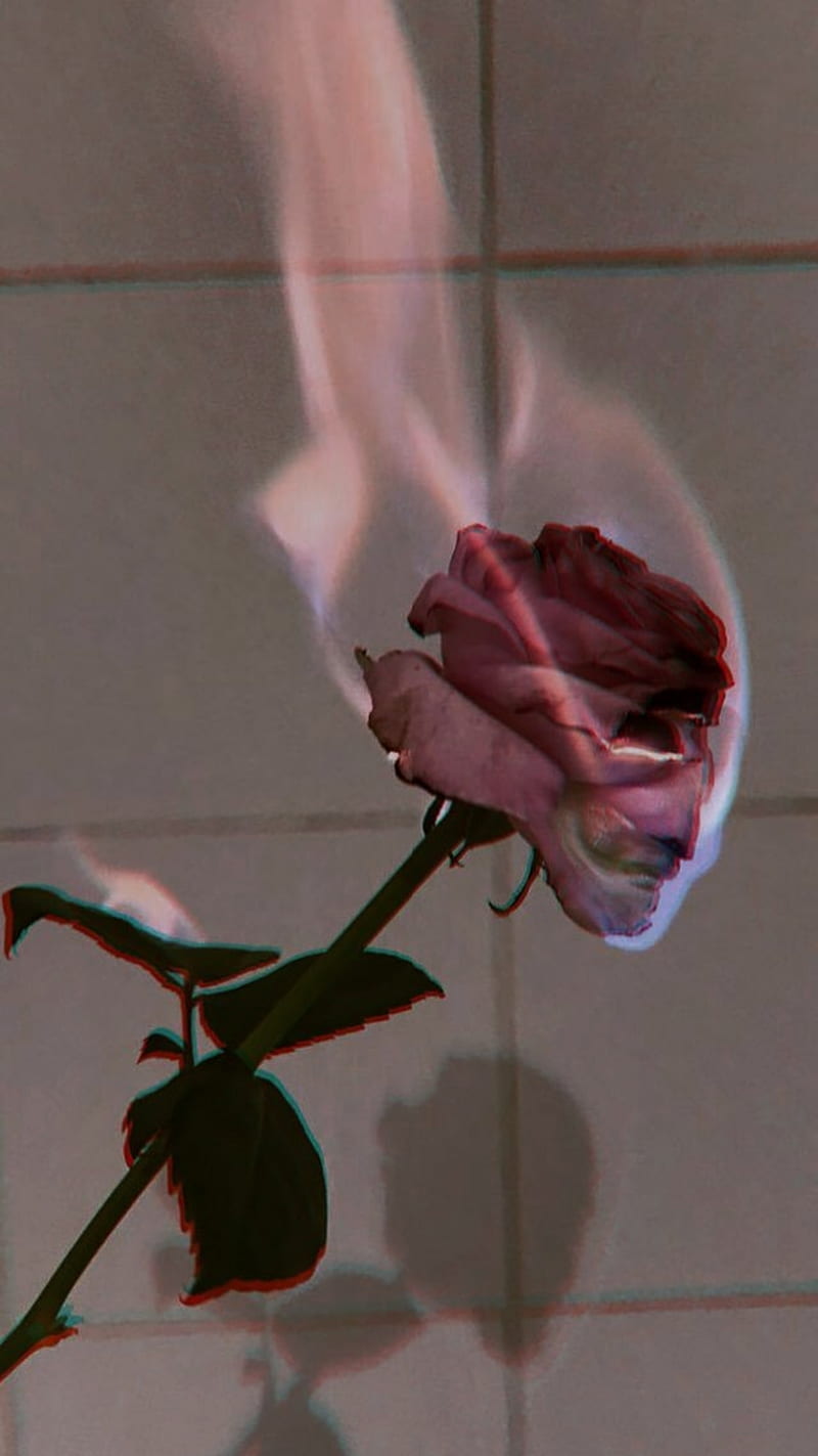 Rose on Fire, fire, flowers, glitch, glitches, rose, HD phone wallpaper