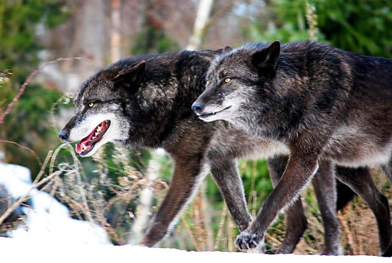 Timber Wolves, predator, wilderness, nature, wolf, HD wallpaper