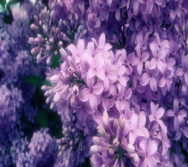 purple lilac, background, blossom, floral, nature, spring, HD wallpaper
