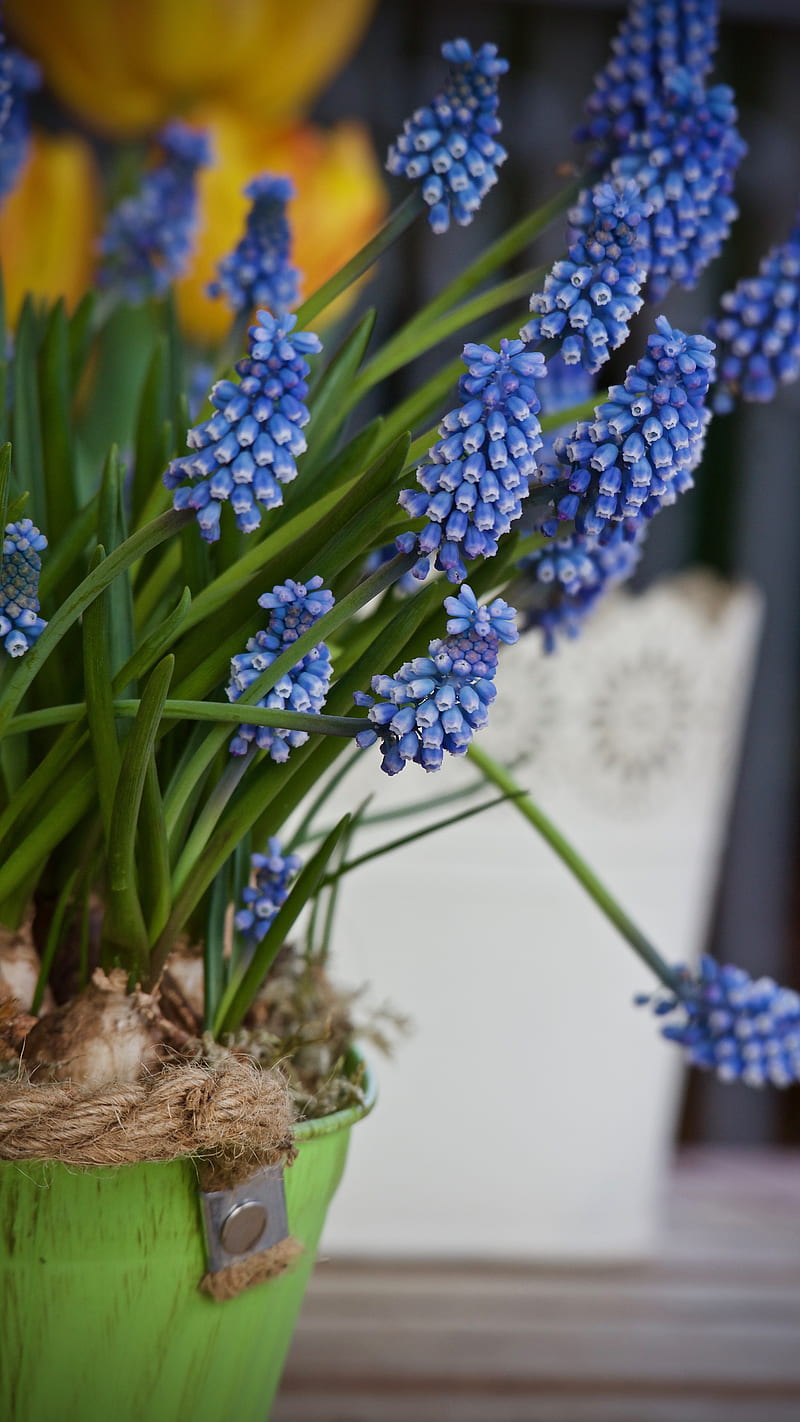 Muscari blue spring flower , bulbs, flowers, HD phone wallpaper
