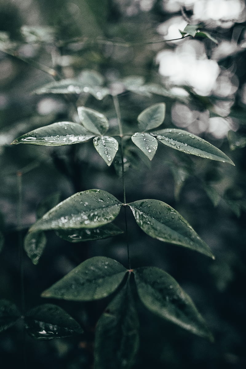 leaves, plant, drops, water, macro, HD phone wallpaper
