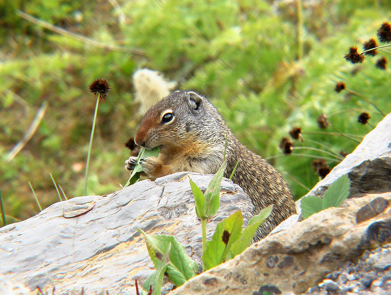 Columbian Ground Squirrel, alberta, squirrel, lunch, rodent, busy, HD wallpaper
