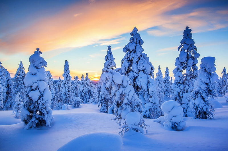 ★Blue Snow in Forest★, white trees, love four seasons, attractions in ...