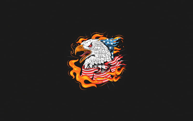bald eagle american symbols, hawk, minimal, creative, symbols of USA, HD wallpaper