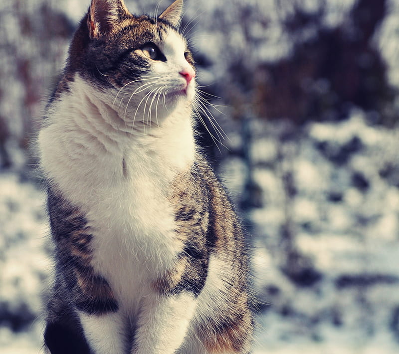 Snow Cat, animal, cute, morning, pet, sweet, HD wallpaper