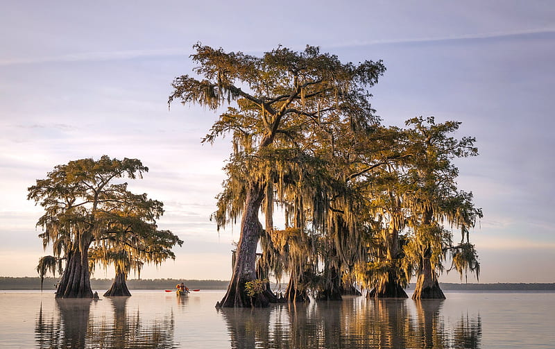 graphy, Landscape, Boat, Cypress, Louisiana, Swamp, Tree, HD wallpaper