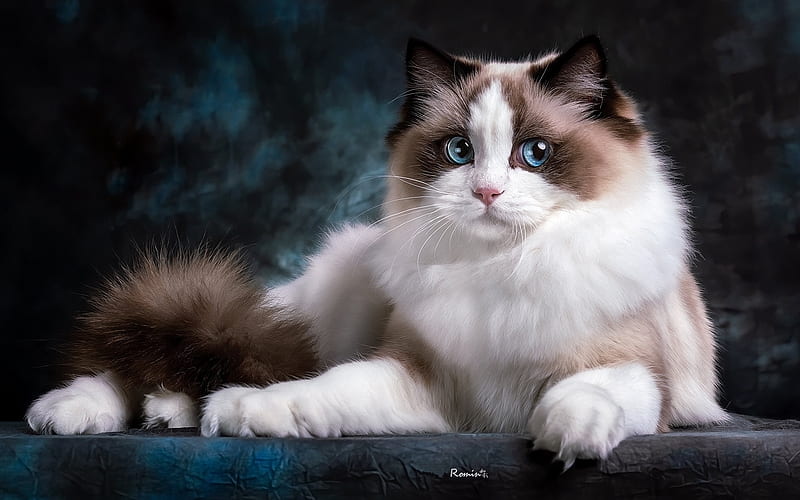 Ragdoll, animal, cat, fluffy, HD wallpaper | Peakpx