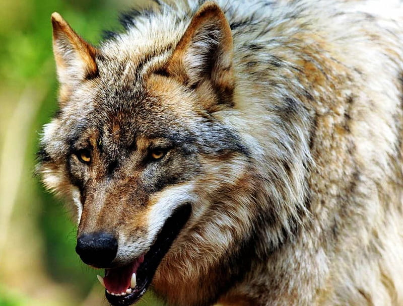 1920x1080px, 1080P free download | Powerful Wolf, predator, wildlife ...