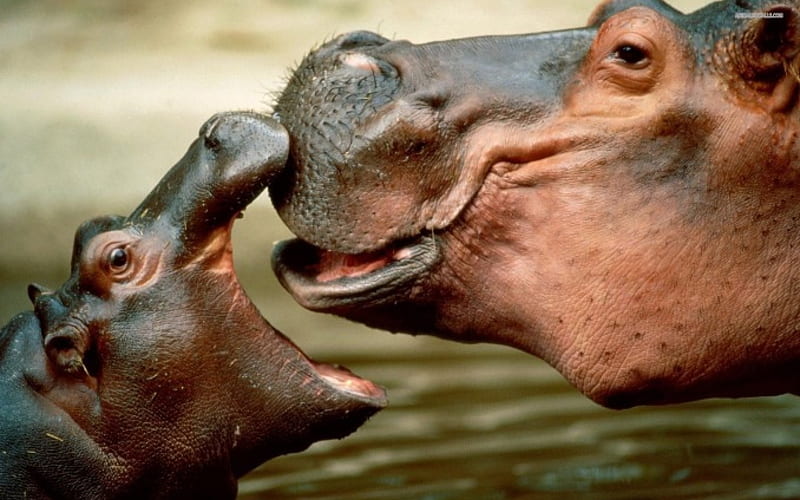 2 Hippopotamus, baby hippo, hippo, wildlife, nature, animals, HD wallpaper