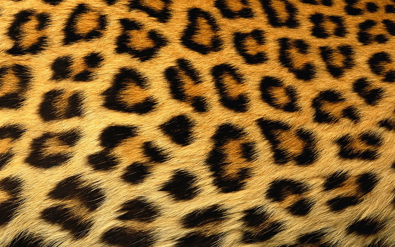 Leopard, claws, lepord, spots, wild, cat, animal, HD wallpaper