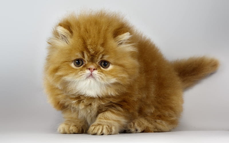 small fluffy kitten, ginger kitten, small cat, cute animals, pets, HD wallpaper
