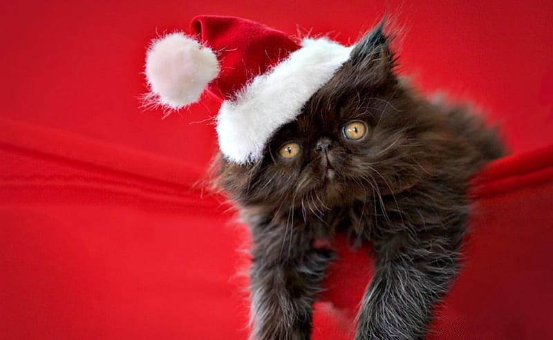 Truffles, red, christmas, cat, santa claus, animal, winter, hat, cute, rachael hale, kitten, white, HD wallpaper