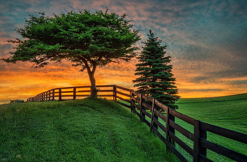 Trees And Fence At Sunset, HD wallpaper