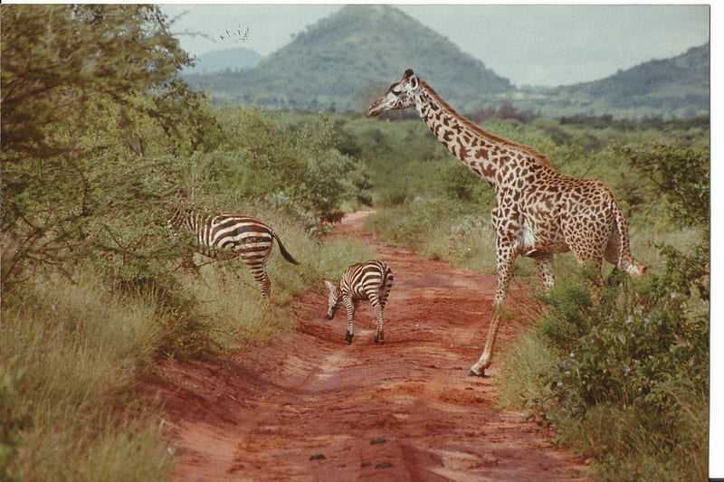 Giraffe using zebra crossing, kenya, Tsavo East and West National Parks, Amboseli National Park, giraffe, brushland, zebra, HD wallpaper