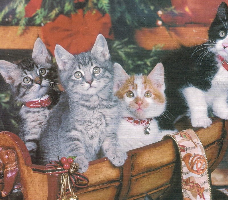 Christmas kitties, ribbon, gris, black, holly, bow, white, christmas