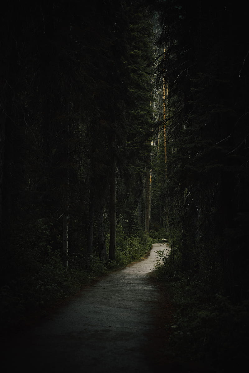 forest, path, dark, trees, HD phone wallpaper