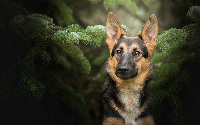 German Shepherd, fir-tree, forest, cute animals, dogs, German Shepherd Dog, pets, HD wallpaper