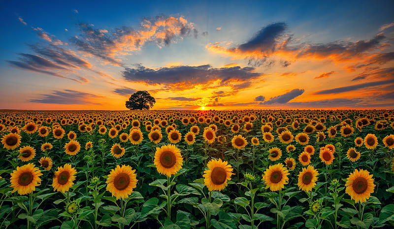 Sunflowers field at sunset, field, fiery, bonito, sunset, sulflowers, sunner, sky, HD wallpaper