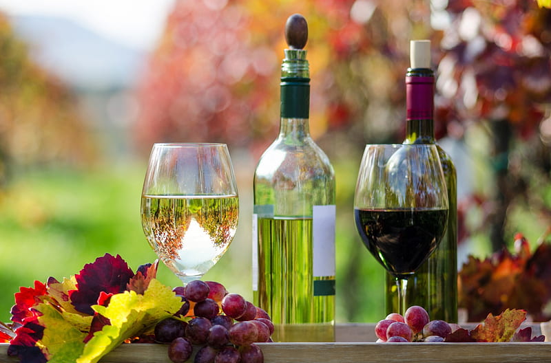 ~ Wine ~, red, food, drinks, wine, fruits, sunny, fruit, grape, leaves, drink, white, HD wallpaper