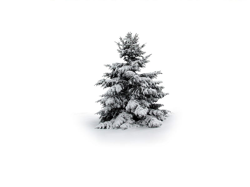 all alone am i !!!!!, tree, all alone am i, snow, spruce, HD wallpaper