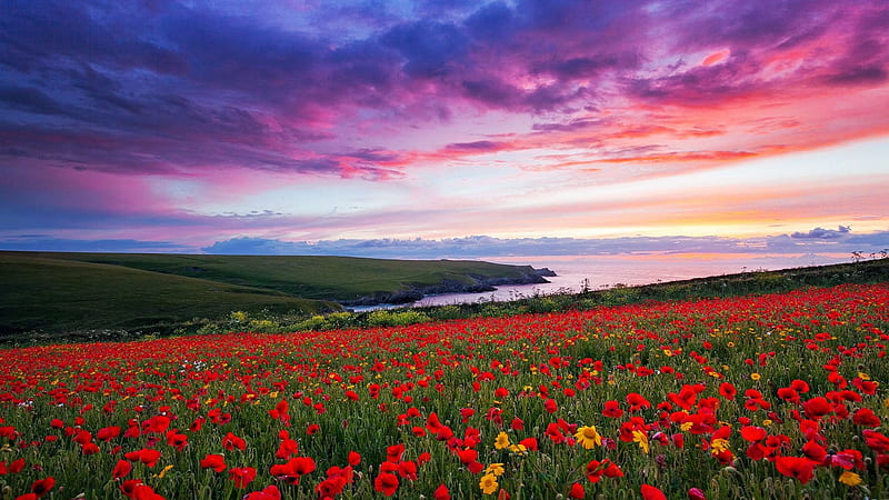 Celtic Sea, Cornwall, England, poppies, landscape, colors, clouds, meadow, flowers, sky, atlantic, england, HD wallpaper