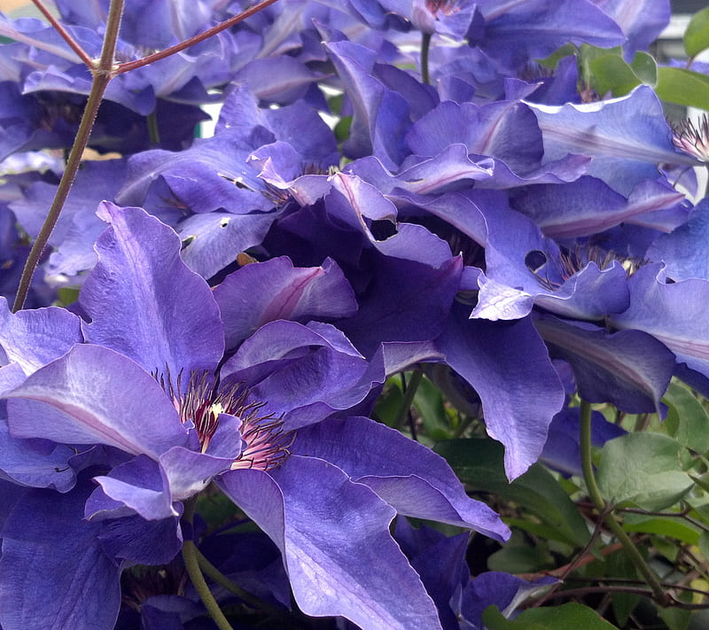 Blue Clematis, flower, flowers, nature, HD wallpaper