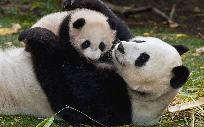 mama panda, panda, baby, love, play, HD wallpaper
