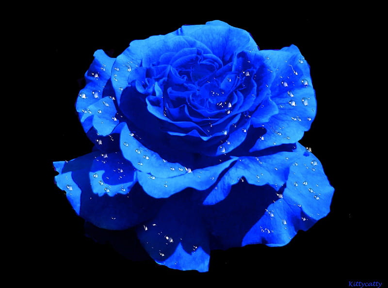 Blue Rose, sadness, rose, love, flower, nature, roses, blue rose, HD  wallpaper | Peakpx