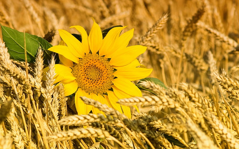 Sunflower, Ears, Corn, Flower, HD wallpaper