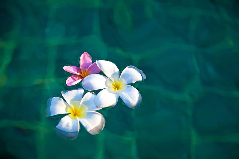 Plumeria Floating on a Pool, float, exotic, hawaii, plumeria, floating, pool, water, frangipani, flowers, tropical, swimming, hawaiian, HD wallpaper