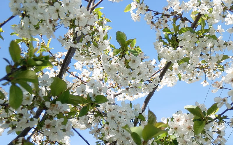 árbol en flor, árbol, flores, naturaleza, primavera, flores, blanco, Fondo  de pantalla HD | Peakpx