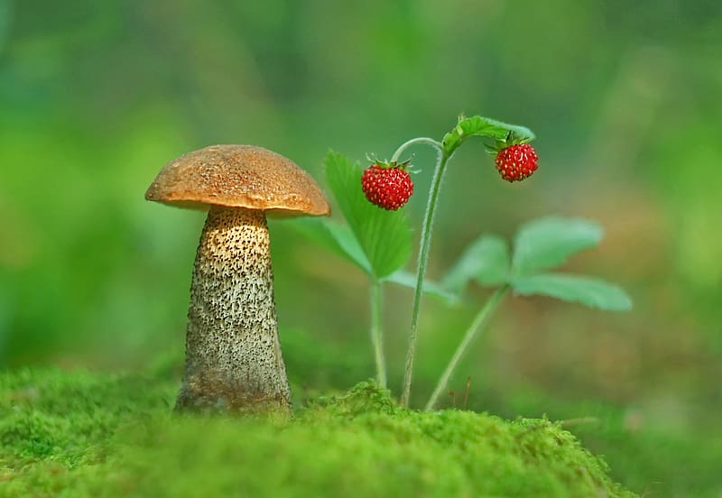 :), strawberry, brown, red, green, fruit, nature, mushroom, macro, mini, HD wallpaper