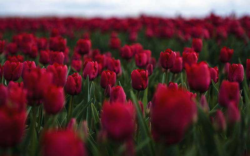 maroon tulips, wildflowers, tulips, evening, flower field, field with tulips, beautiful flowers, burgundy tulips, HD wallpaper