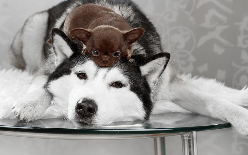 Husky, big dog, small brown chihuahua puppy, friendship concepts, dogs, HD  wallpaper | Peakpx
