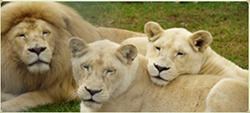 WHITE LIONS, females, male, white, large, HD wallpaper