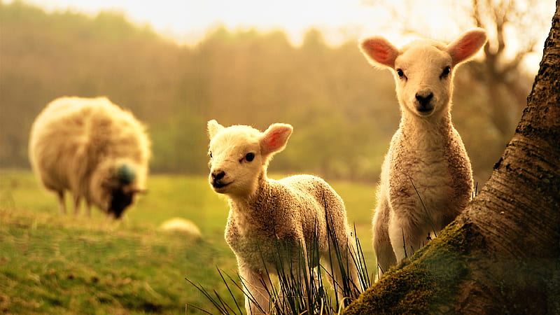 Animal Sheep Animals, HD wallpaper | Peakpx