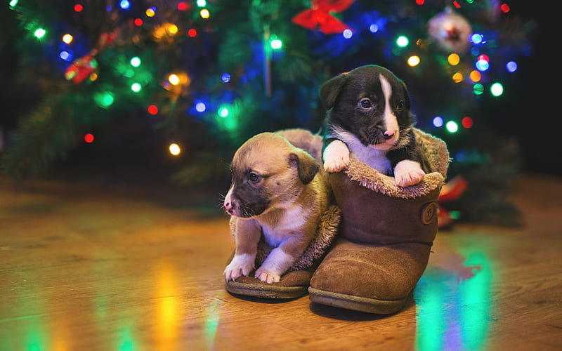 New Year, puppies, small dogs, pets, Christmas, cute animals, HD wallpaper
