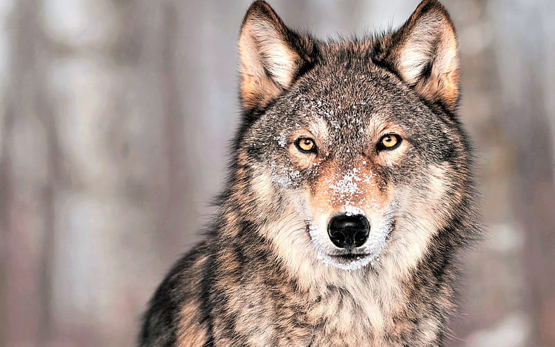 Winter Jungle Gray Wolf Animal, HD wallpaper