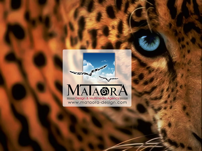 mataora leopard, studio graphique, agence de pubemailing, web design, identite visuelle, fond decran, multimedia, creation de cd rom interactif, creation logo, site flash, publicite, creation brochure, creation site internet, HD wallpaper